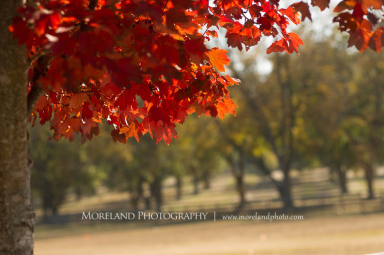 Mike Moreland, Moreland Photography, wedding photography, Atlanta wedding photography, detailed wedding photography, lifestyle wedding photography, Atlanta wedding photographer, fall colors, fall leaves, red tree leaves